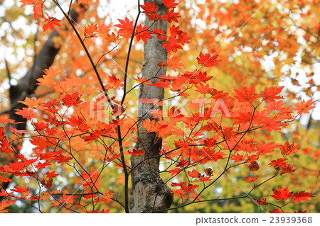 Nikko _ autumn leaves 23939368