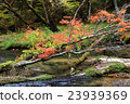 Nikko _ autumn leaves 23939369