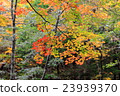 Nikko _ autumn leaves 23939370