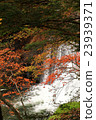 Nikko _ autumn leaves 23939371