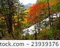 Nikko _ autumn leaves 23939376