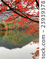 Nikko _ autumn leaves 23939378