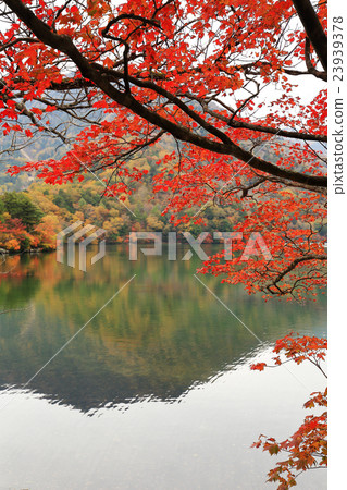 Nikko _ autumn leaves 23939378