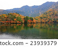 Nikko _ autumn leaves 23939379