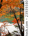 Nikko _ autumn leaves 23939380
