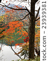 Nikko _ autumn leaves 23939381