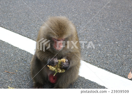 屋久島的猴子 23939509