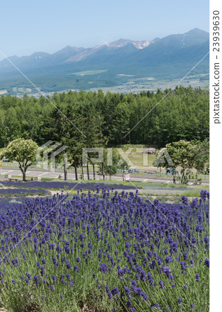 薰衣草田 23939630
