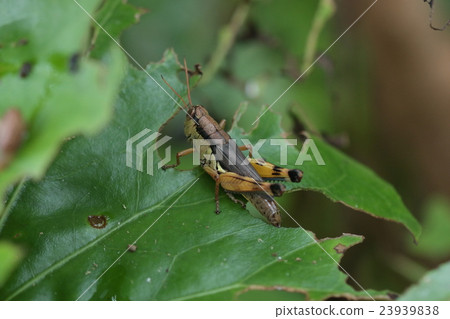 生物昆蟲Taranaki Fuki Bata,也被稱為“Okinawa Oh Inago Mododuki”。它是Fuki Bata的沖繩地區的一種 生物昆蟲Taranaki Fuki Bata,也被稱為“Okinawa Oh Inago Mododuki”。它是Fuki Bata的沖繩地區的一種 23939838
