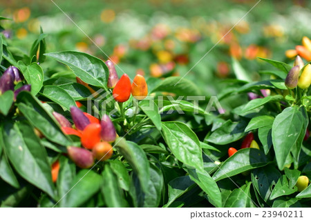Five color red peppers blooming in the park Five color red peppers blooming in the park 23940211