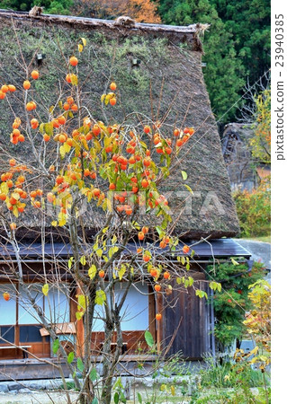 Shirakawago in the late autumn 23940385