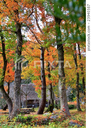 Shirakawago在深秋 23940387