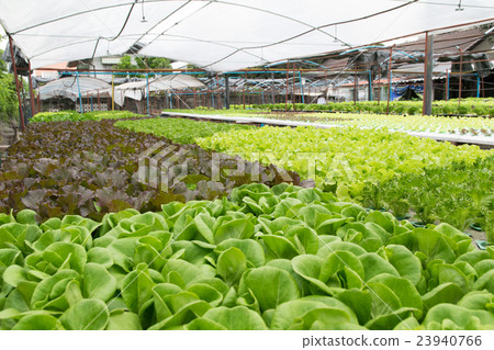 Hydroponic vegetables growing in greenhouse 23940766