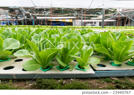 Hydroponic vegetables growing in greenhouse Hydroponic vegetables growing in greenhouse 23940767