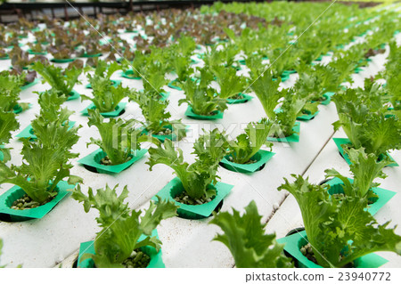 Hydroponic vegetables growing in greenhouse Hydroponic vegetables growing in greenhouse 23940772