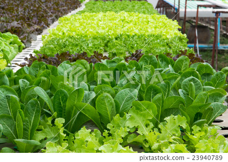 Hydroponic vegetables growing in greenhouse 23940789