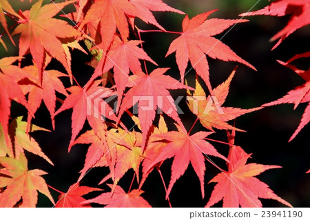 Autumn leaves of beautiful maple Autumn leaves of beautiful maple 23941190