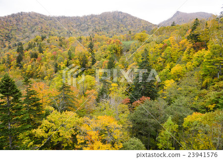 Sapporo International Ski Resort View from autumn leaves gondola 23941576