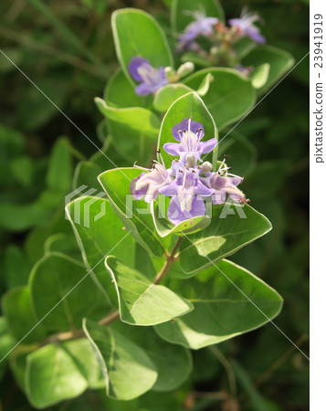 Flower of 'Hermaphrodite' densely growing like crawling on summer coast Flower of 'Hermaphrodite' densely growing like crawling on summer coast 23941919