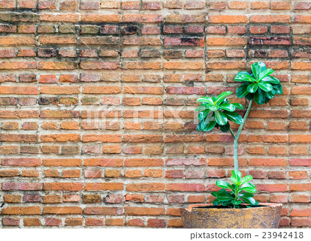 orange brick wall decorate with small plant orange brick wall decorate with small plant 23942418