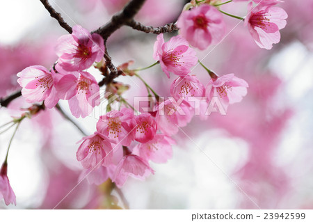 Sakura (Yokohama Hizakura) 23942599