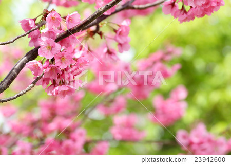 櫻花（橫濱Hizakura） 23942600