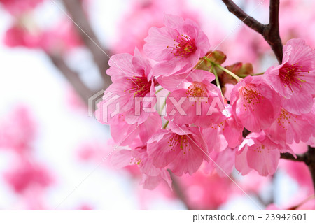 櫻花（橫濱Hizakura） 23942601