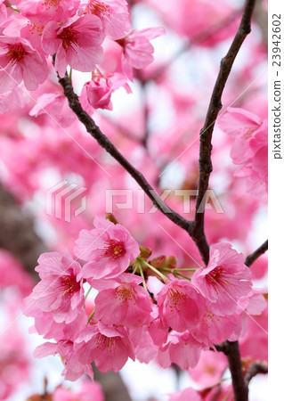 櫻花（橫濱Hizakura） 23942602