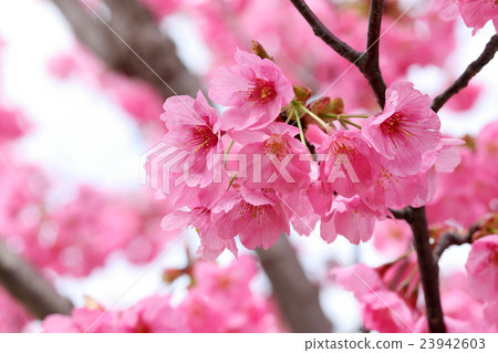 櫻花（橫濱Hizakura） 23942603