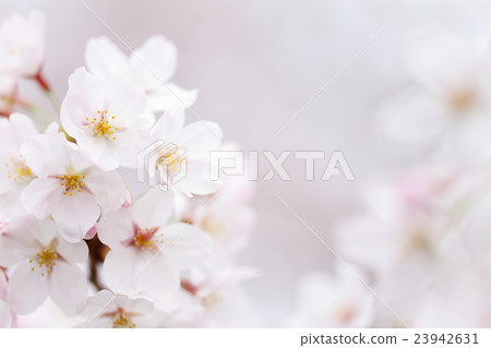 Cherry blossoms (Somei Yoshino) Cherry blossoms (Somei Yoshino) 23942631