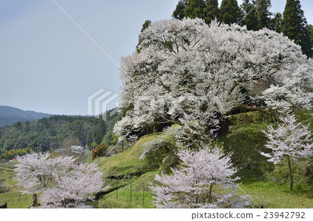 佛教寺廟千年櫻桃樹 23942792