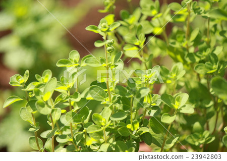Suite Marjoram 23942803