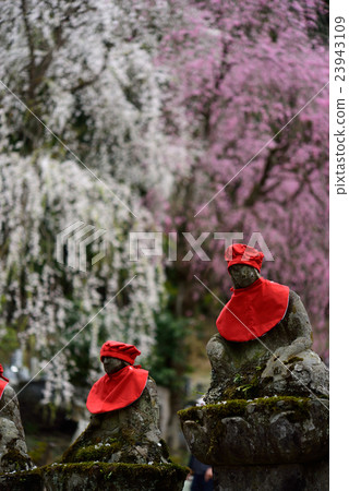 垂枝櫻花和Kiyunji寺的Jizo 23943109