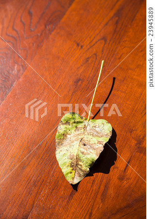 Fujin tree coffee shop 23945889