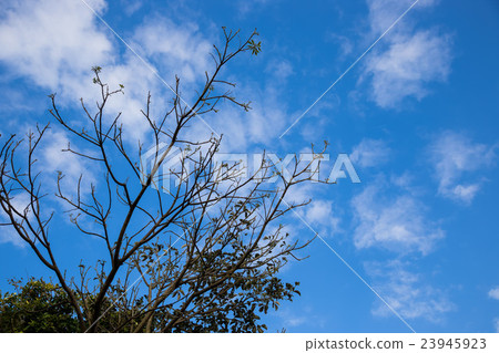 Yuanshan Morning Trails Yuanshan Morning Trails 23945923