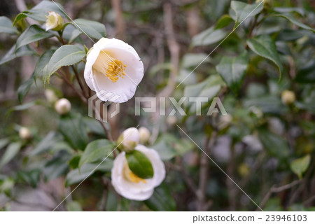 Shilin District Taipei city Taiwan 23946103