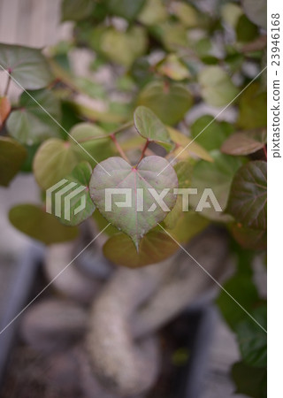 Shilin District Taipei city Taiwan 23946168