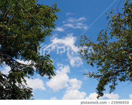 Summer sky Summer sky 23946850
