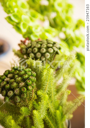 Fujin tree coffee shop Fujin tree coffee shop 23947163