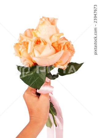 hand girl hold red rose flower 23947673