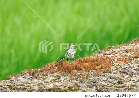 Young birds of paddy field and horse chestnut Young birds of paddy field and horse chestnut 23947677