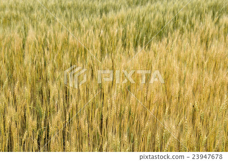 Wheat field Wheat field 23947678