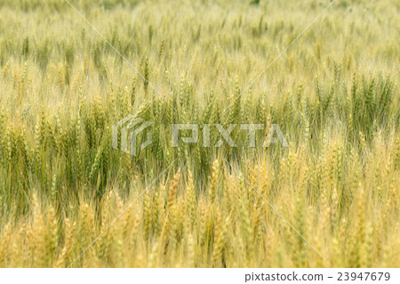 Wheat field Wheat field 23947679