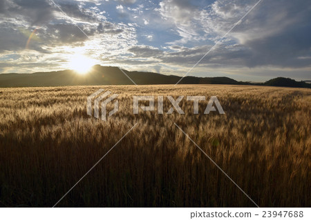Wheat field Wheat field 23947688