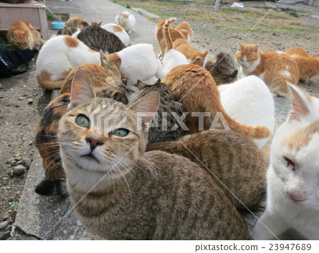 A large family of cats A large family of cats 23947689