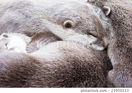 Lazy group of Asian small-clawed otter 23950213