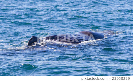 Large Sperm Whale near Iceland 23950239