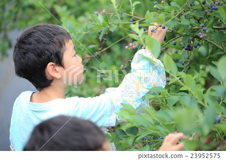 Child picking blueberries 23952575