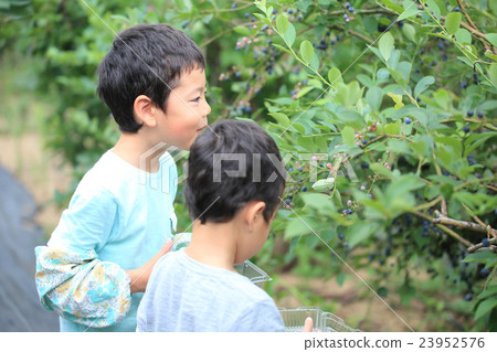 兒童採摘藍莓 兒童採摘藍莓 23952576