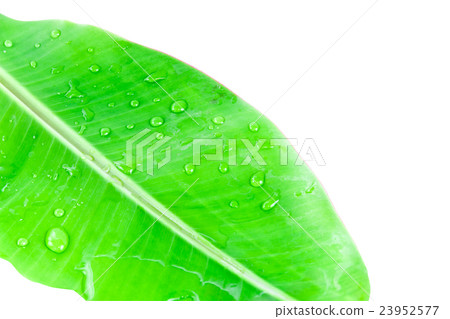 Banana leaf isolated 23952577